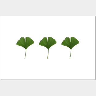 Green Ginkgo Leaves Posters and Art